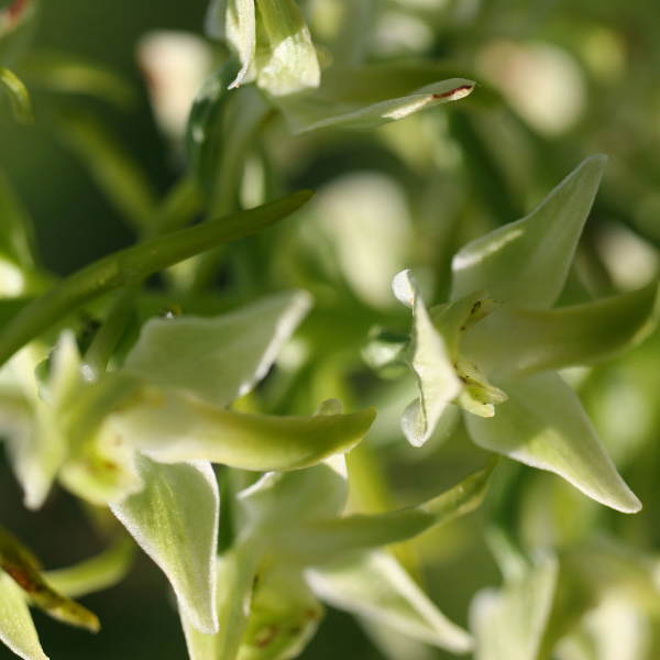 Platanthera algeriensis